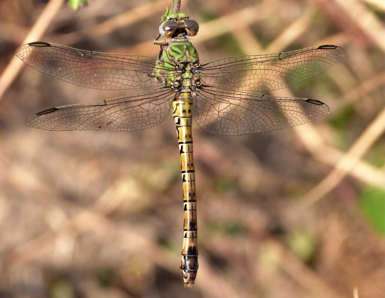 Femmina di Paragomphus genei